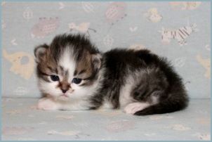 Female Siberian Kitten from Deedlebug Siberians